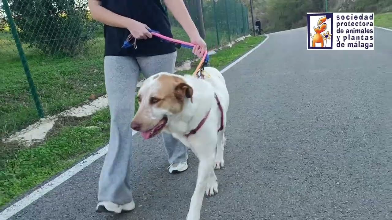 IRMA (con sonido) - Sociedad Protectora de Animales y Plantas de Málaga