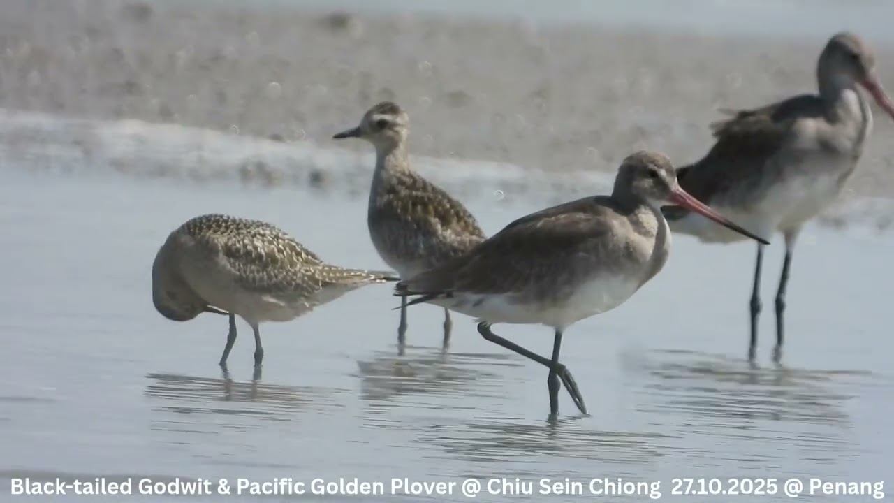 Black-tailed Godwit & Pacific Golden Plover @ Chiu S C DSCN0097