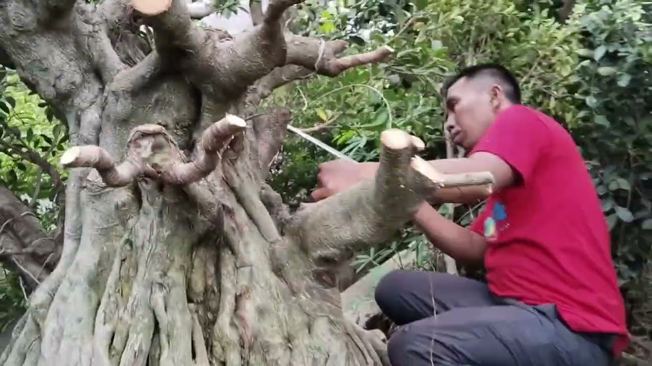 Proses pengepresan bahan bonsai kimeng purba  lingkar 2,60 cm