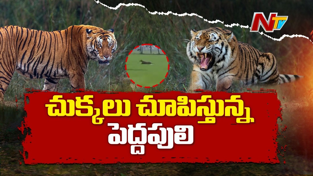 పులిని పట్టుకునేందుకు కొనసాగుతున్న రెస్క్యూ ఆపరేషన్ | Tiger Tension At Kamalapuram In East Godavari