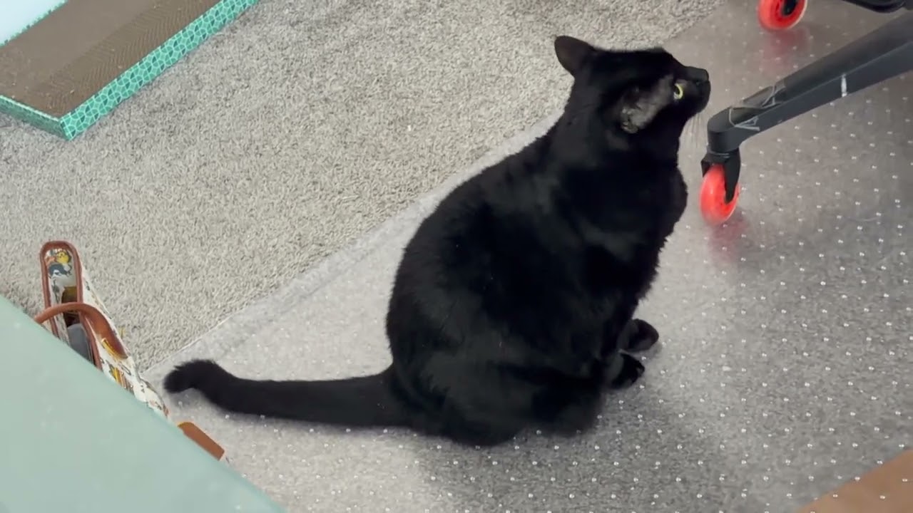 Cute Precious Piper Jumps into Work - My Adopted Shelter Cat Vlog