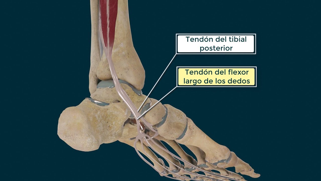 Músculo Tibial Posterior. Origen, Inserción, Función e Inervación