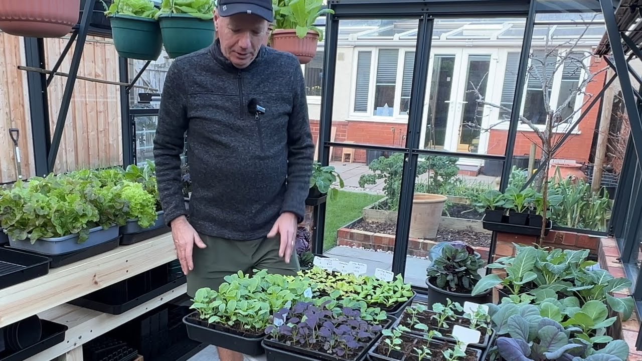 Finally back planting again ~ Asian greens/calabrese/cabbages/kales