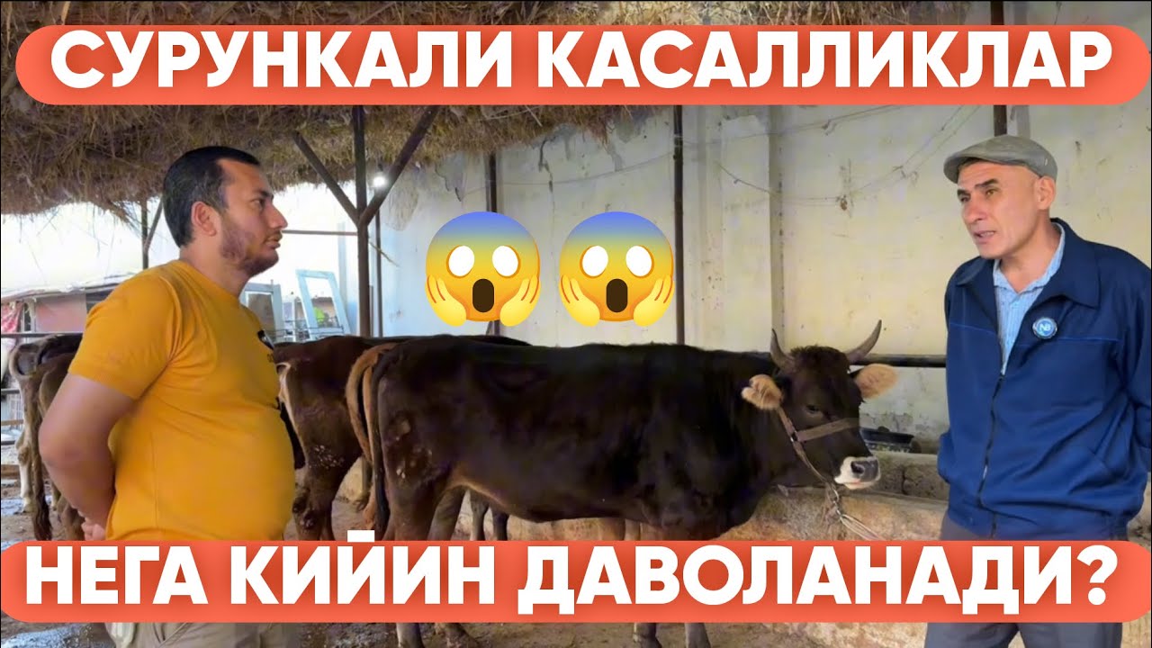 НАВОИЙНИНГ ЭНГ КУЧЛИ ВЕТЕРИНАР ВРАЧИ БИЛАН СУРУНКАЛИ КАСАЛЛИКЛАРГА ДАВО ИЗЛАДИК #romavetuz #2024 #ot