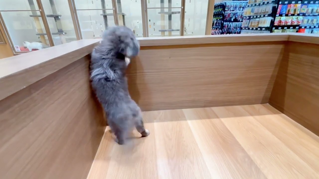 ペットショップ犬の家近江八幡店「197054」「チワックス」