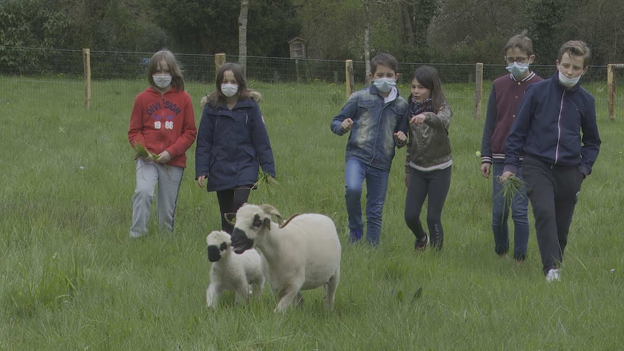 Eco-pâturage à Cugand