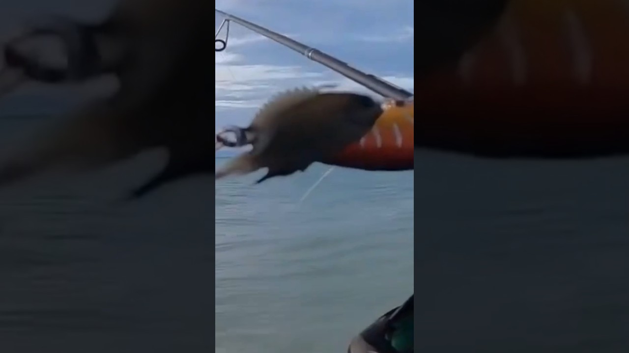 smallest fish catch on shore casting #braves  #fishinglife #shorecasting #shortvideo #fypシ゚viral