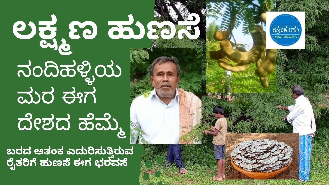 ತುಮಕೂರು ಹುಣಸೆಗೆ ದೇಶದ ಮನ್ನಣೆ | Tumkur Tarmarind got National Importance: ಲಕ್ಷ್ಮಣ ಹುಣಸೆ