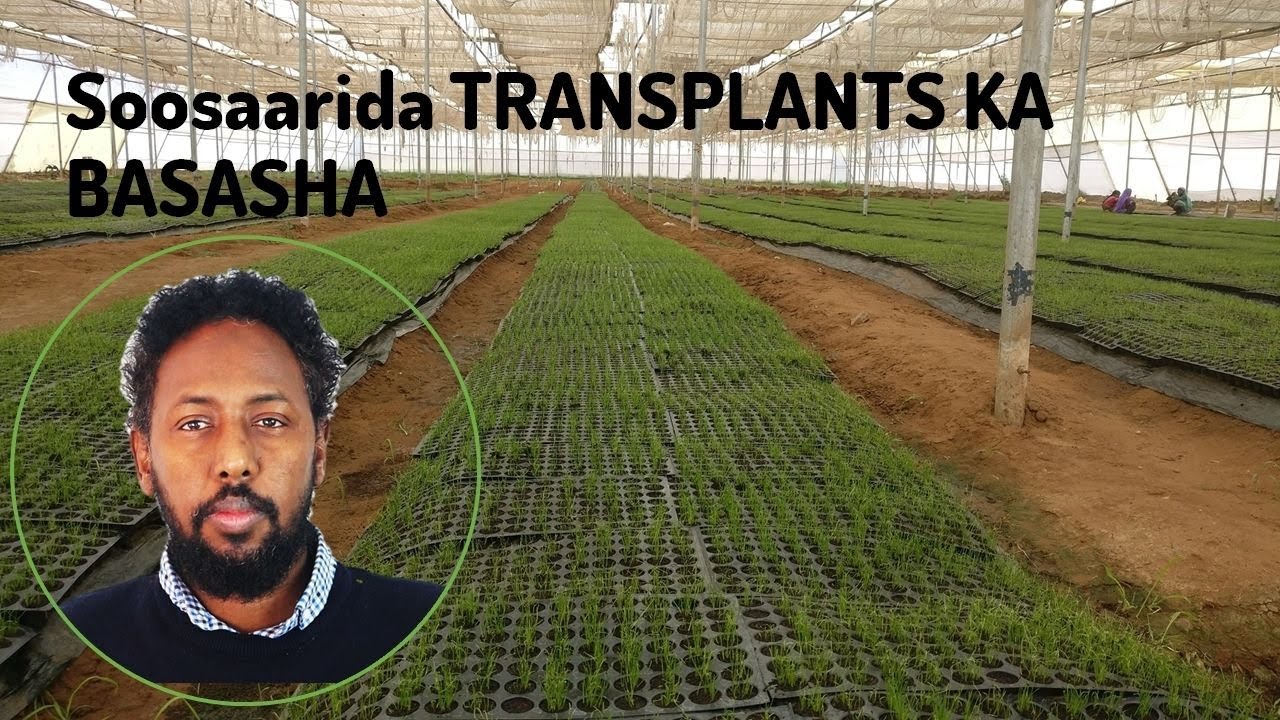 Soosaarida TRANSPLANTS KA BASASHA ee Beerta