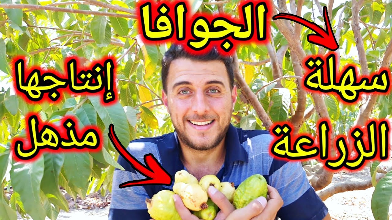 لأجل هذه اللحظة الرائعة، تعلم زراعة الجوافة في المنزل من البذور بدون ما تدفع ولا قرش!