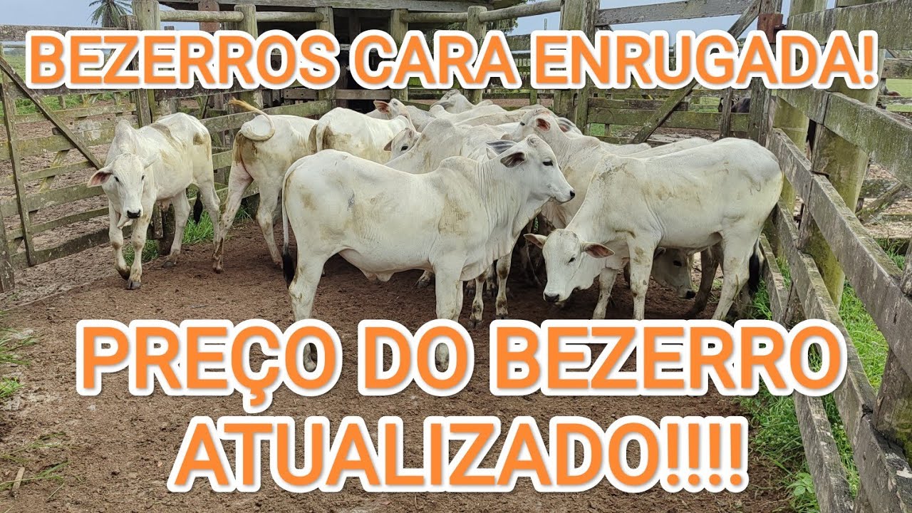 PREÇO DO BEZERRO ATUALIZADO!!!!