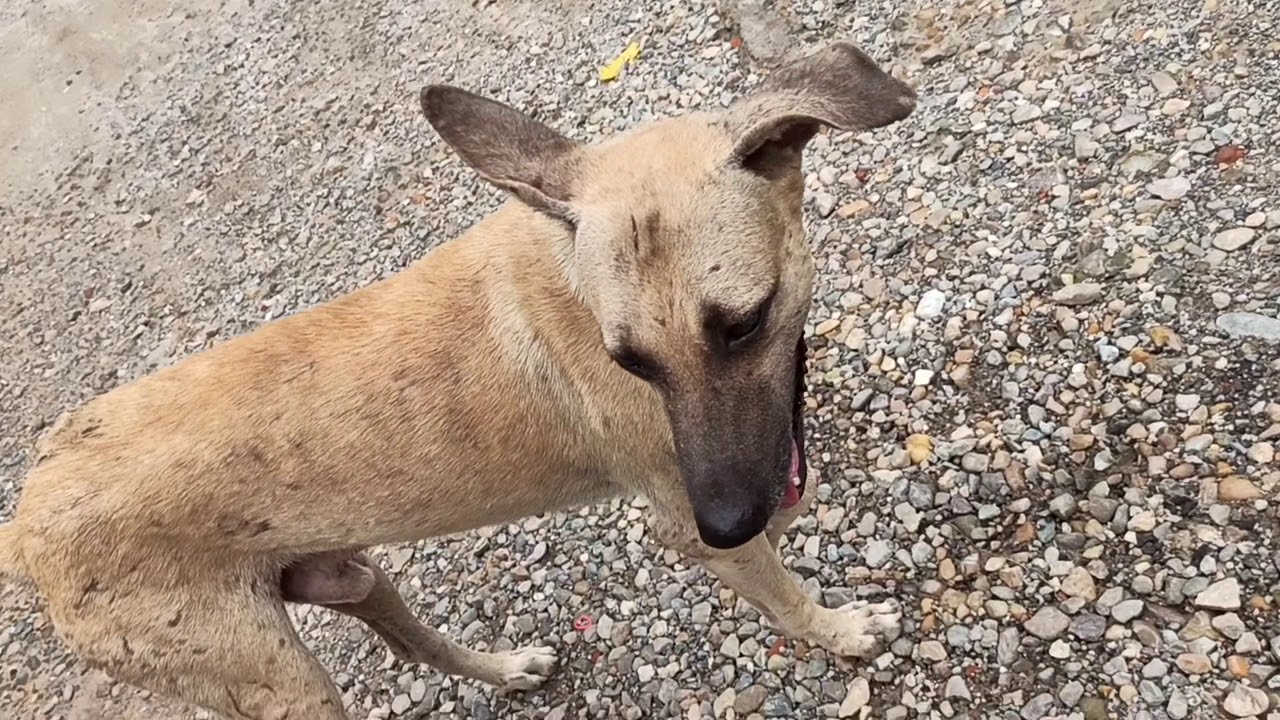 All they need is love - STRAY DOG