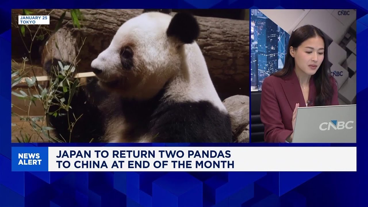 'Panda diplomacy' remains a key soft power tool for China as Japan prepares to return pandas