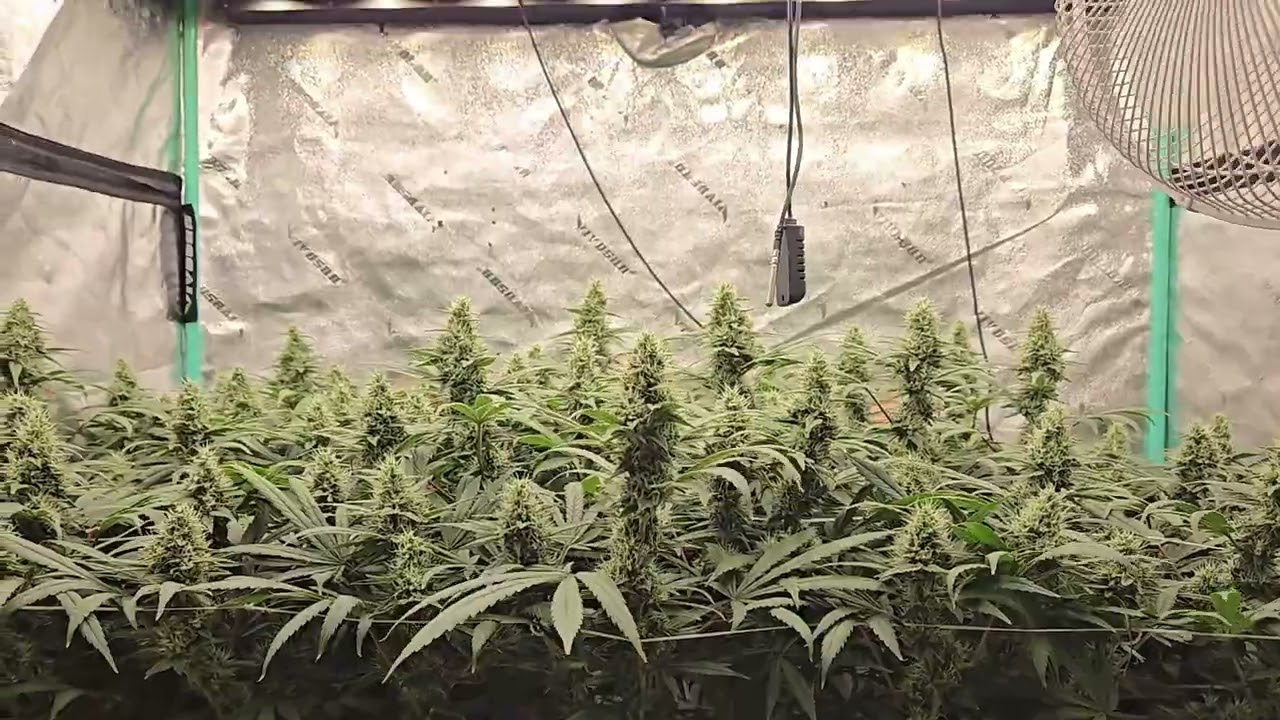 THE FUTURE-High Pressure Aeroponic 80-100 PSI 5-50 MICRAS