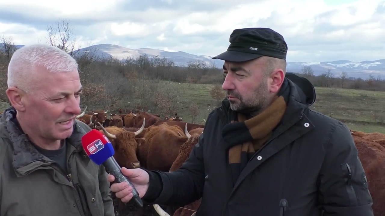 -Odlike francuske pasmine Salers na farmi u Ključu -