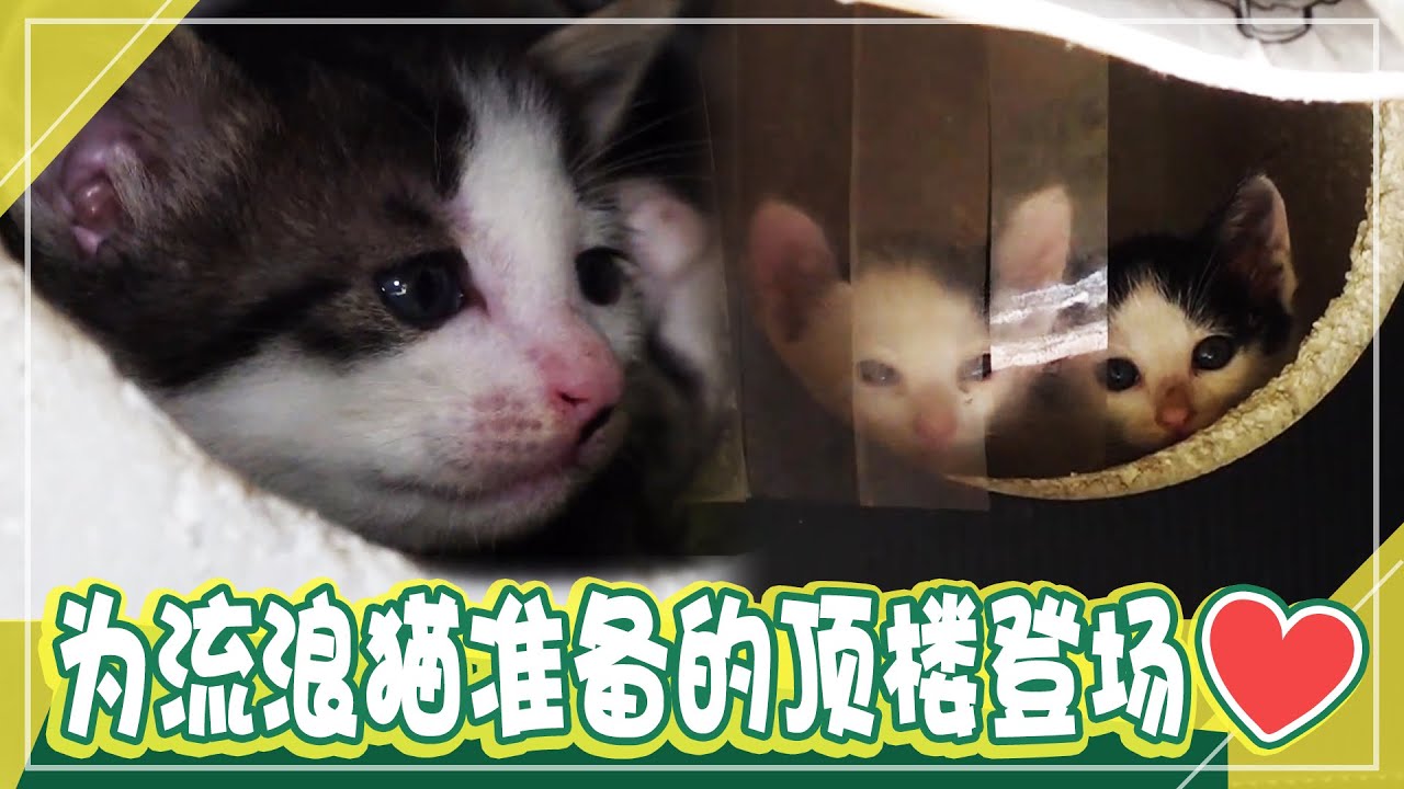 [动物农场] (中字) 平凡的小区🐈内为猫咪准备的顶楼🏡为流浪猫准备的爱的奉献！
