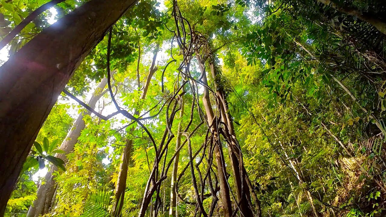 Bukit Timah Nature Reserve, Singapore