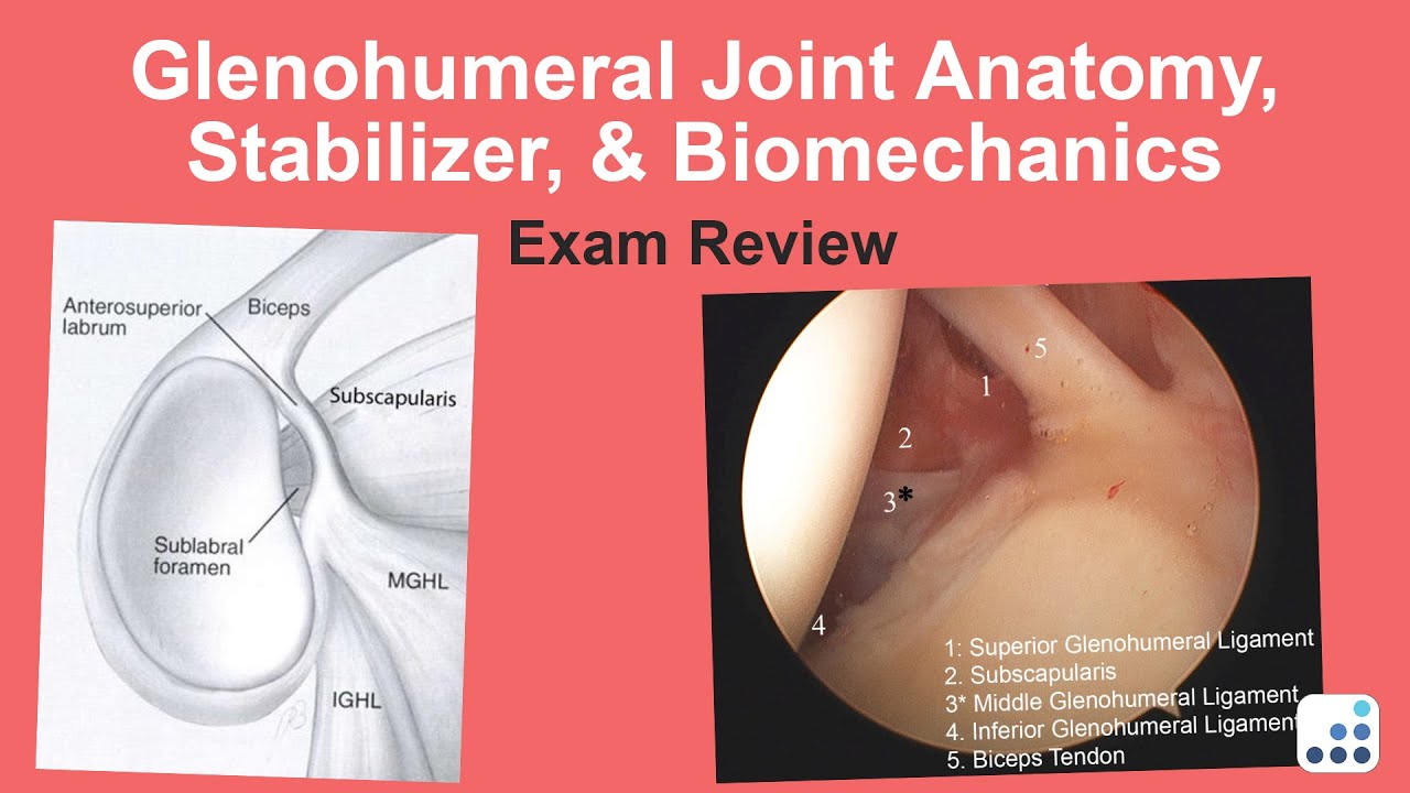 Glenohumeral Joint Anatomy, Stabilizer, & Biomechanics Exam Review - Anthony Romeo, MD