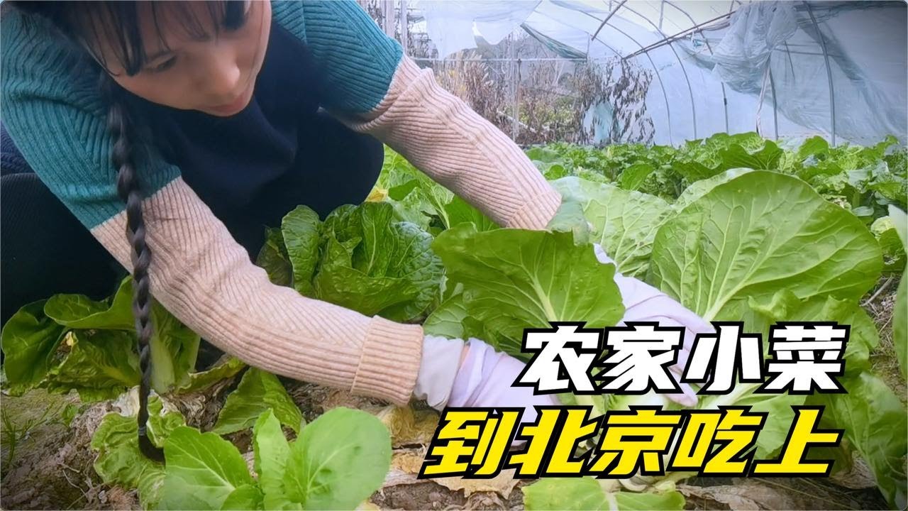 雨后沉浸式摘菜，超级清脆解压，到北京和老王换着花样吃！幸福