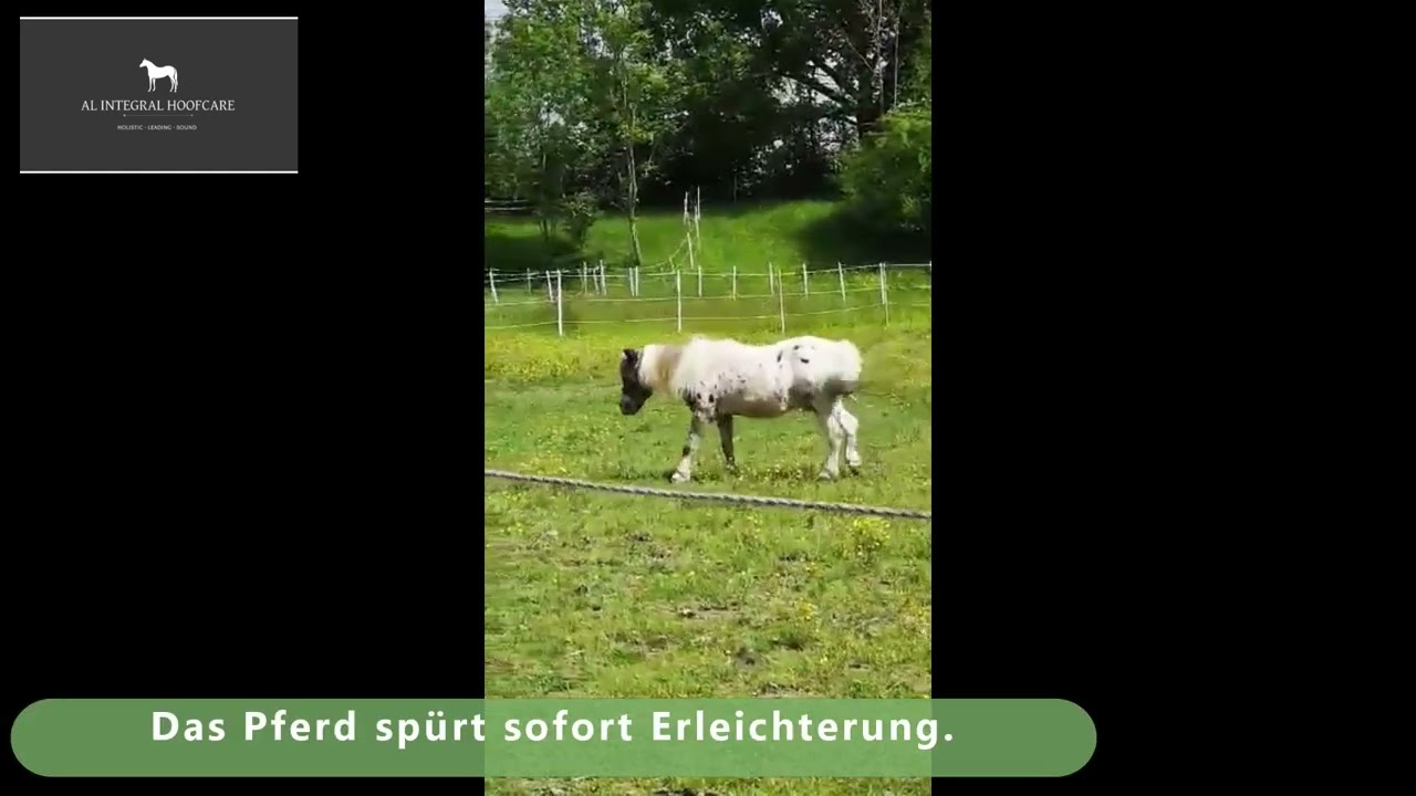 Heilung Hufrehe - Fallbeispiel aus dem Online Hufkurs