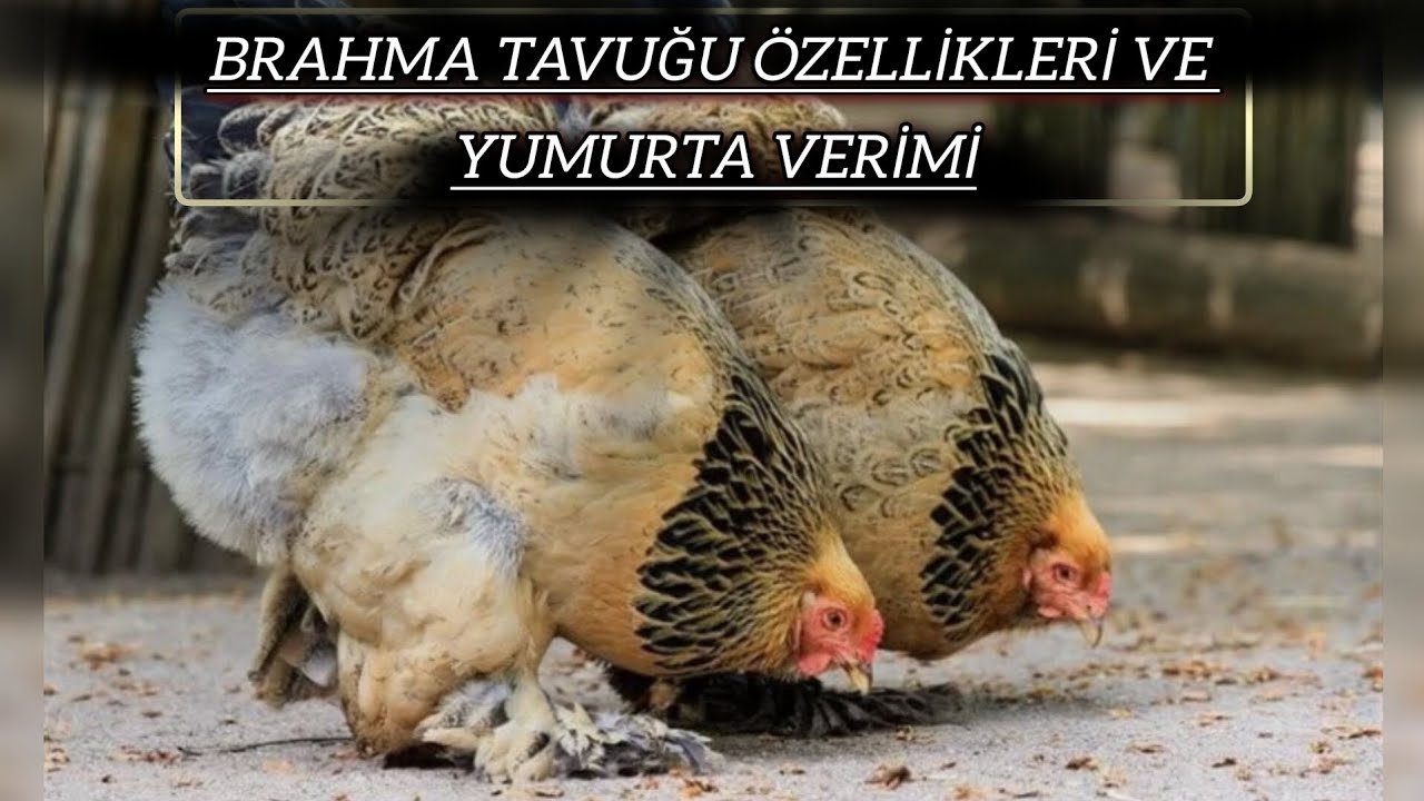Brahma Tavuğu &Ouml;zellikleri ve Yumurta Verimi @Gezercim #gezercim