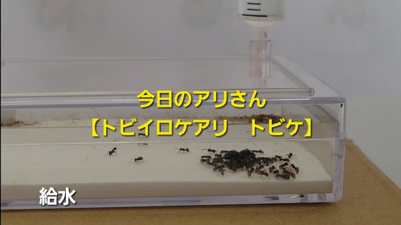 今日のアリさん【トビイロケアリ　トビケ】