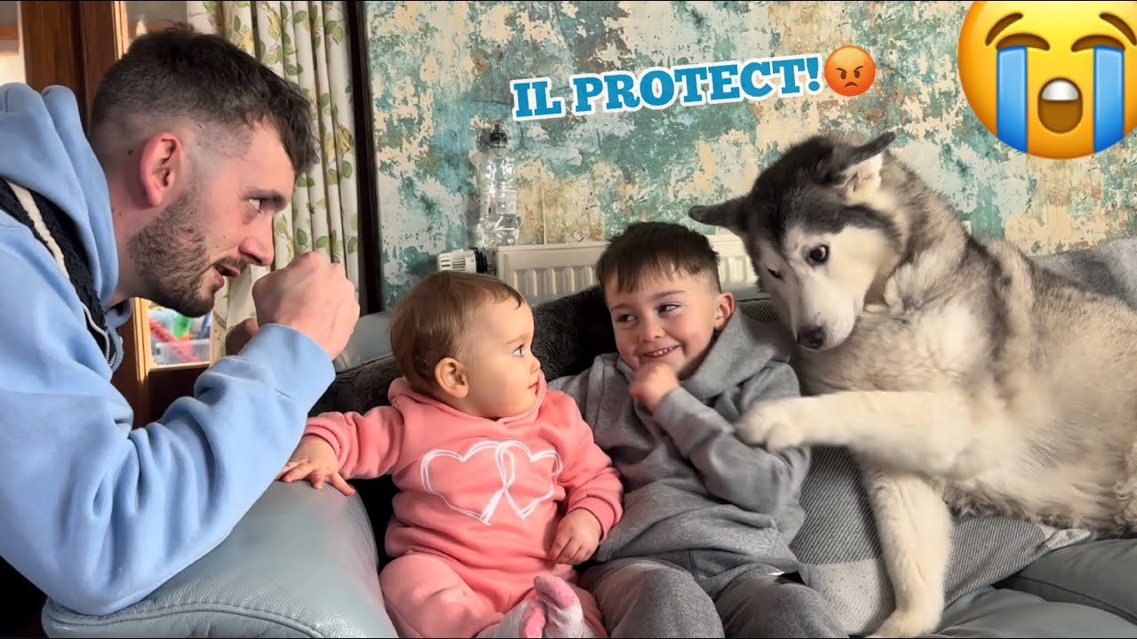 Husky PROTECTS My Baby!!😭💖. [BEST REACTION EVER!!!]