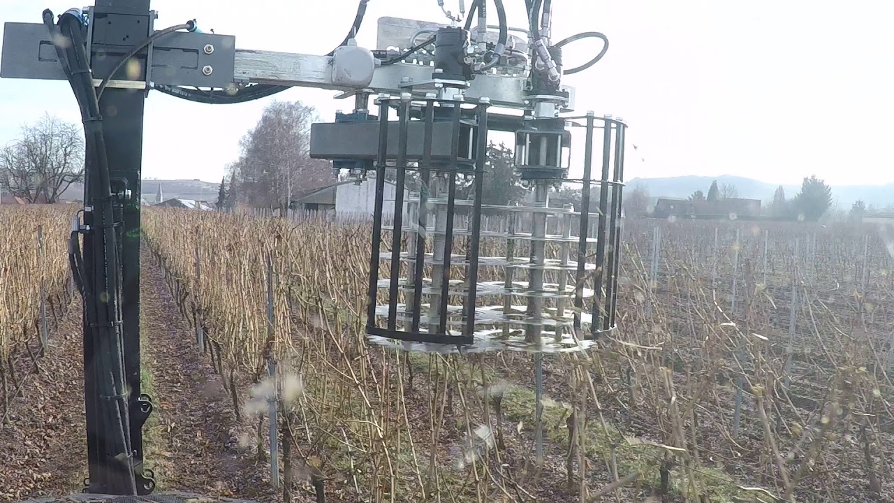 Freilauber Vorschneider teil 1 Riesling