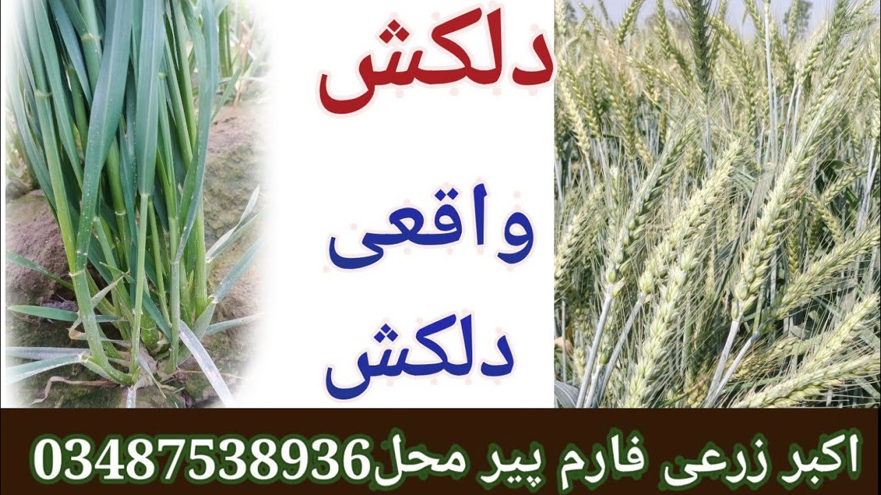 Dilkash wheat new line, salient features of wheat variety dilkash seed #wheat  variety is #top