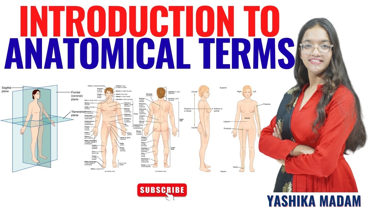 Introduction to Anatomical Terms II Anatomy and Physiology II Yashika Mam II