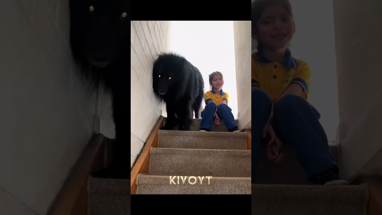 Dog Protection 2