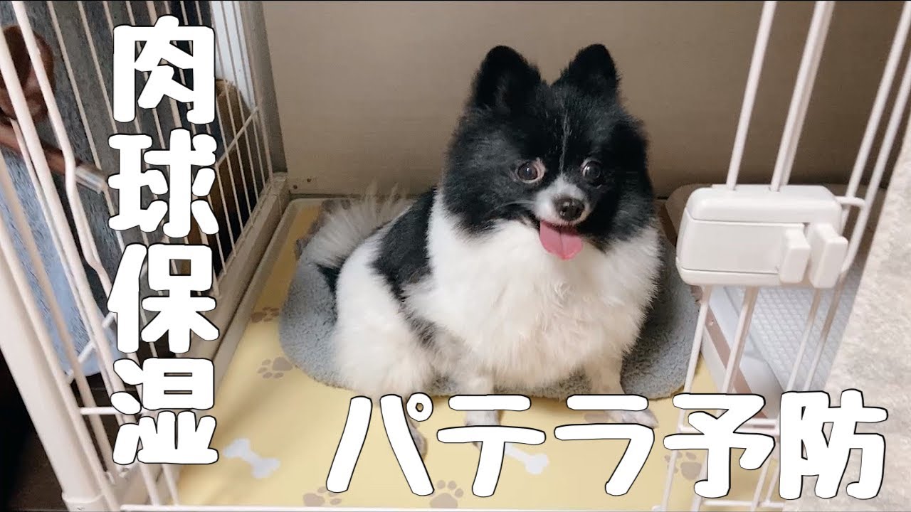 【購入品】ケージマット&肉球クリームを買いました！