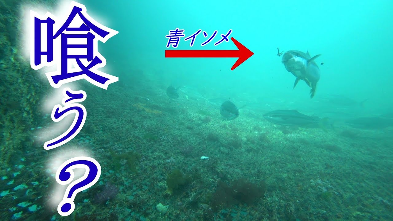 海上釣り堀で、真鯛や青物の捕食シーン…撮れました。魚はほとんど底にいます…釣れるか否かは、ほんのわずかな差…この動画が釣り掘ファンの方に、参考になれば幸いです。