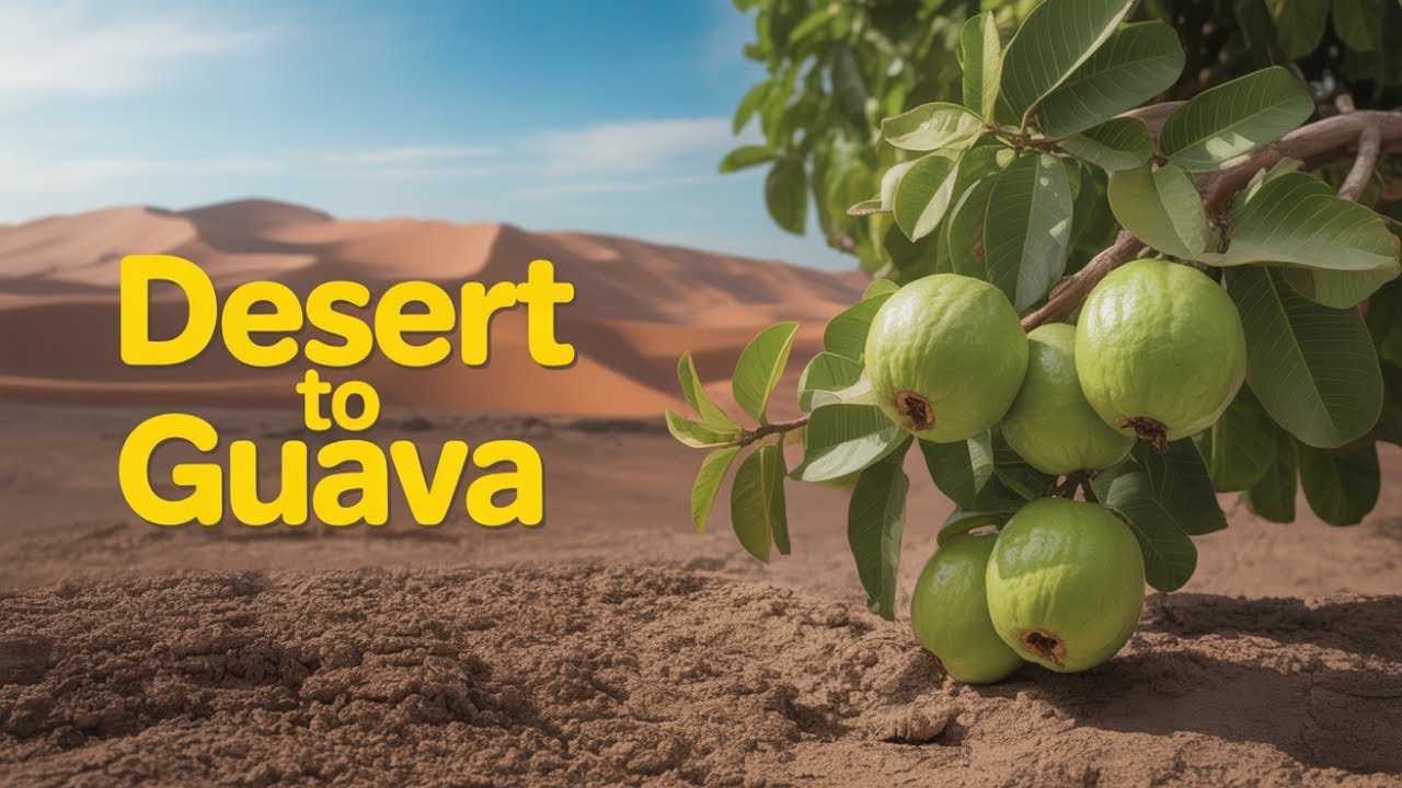 Impossible Desert Transformation How We Grew a Lush Guava Orchard from Sand