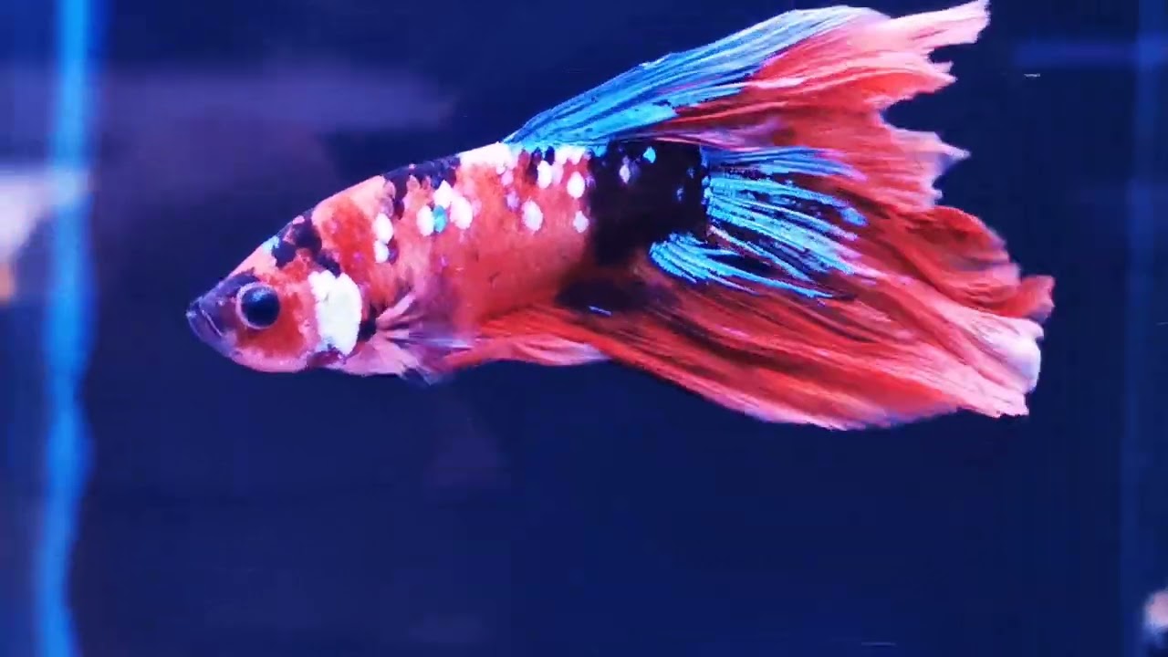 Tropical Freshwater fish at The Aquatic Design Centre