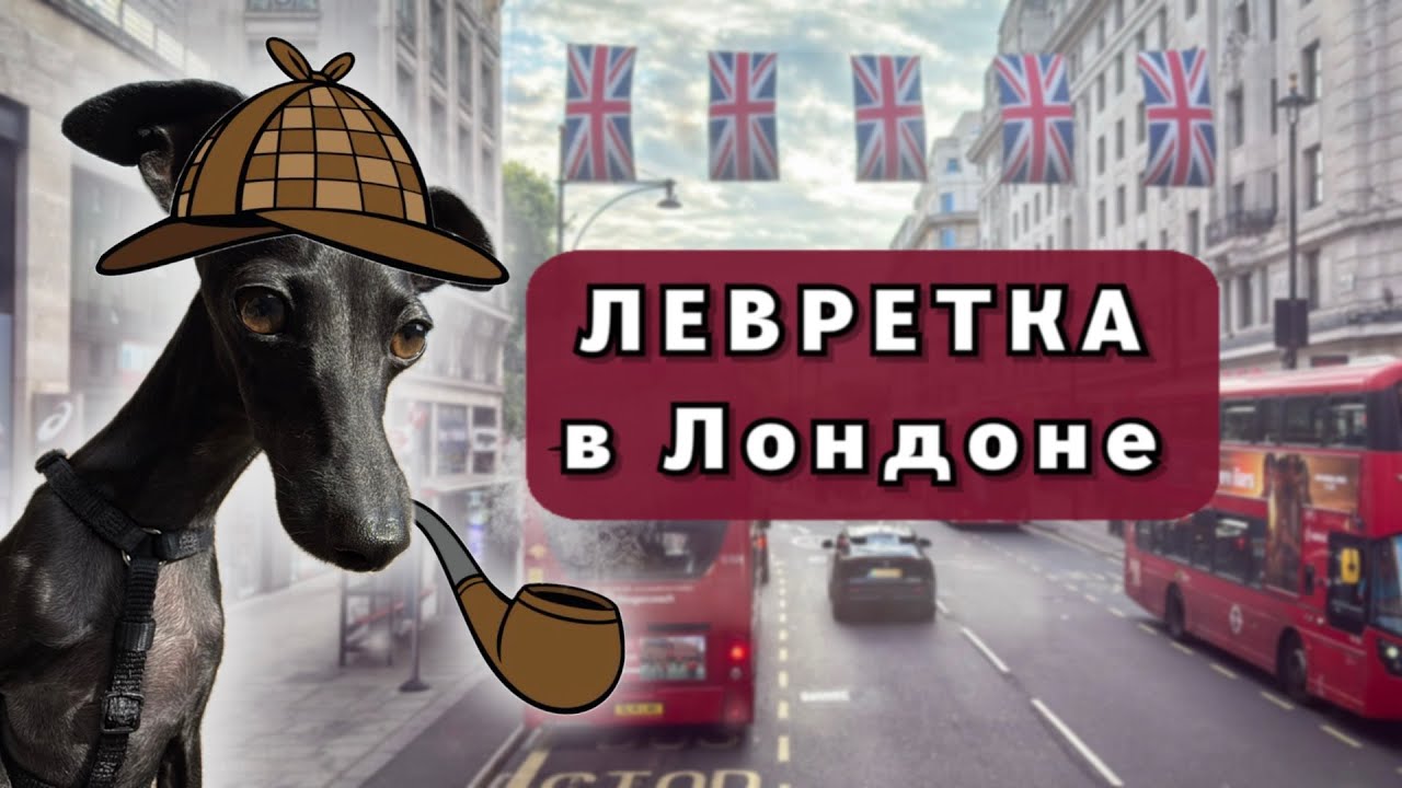 Идем с левреткой к Шерлоку и попадаем в полицейскую облаву. У меня украли кошелек в Лондоне? 