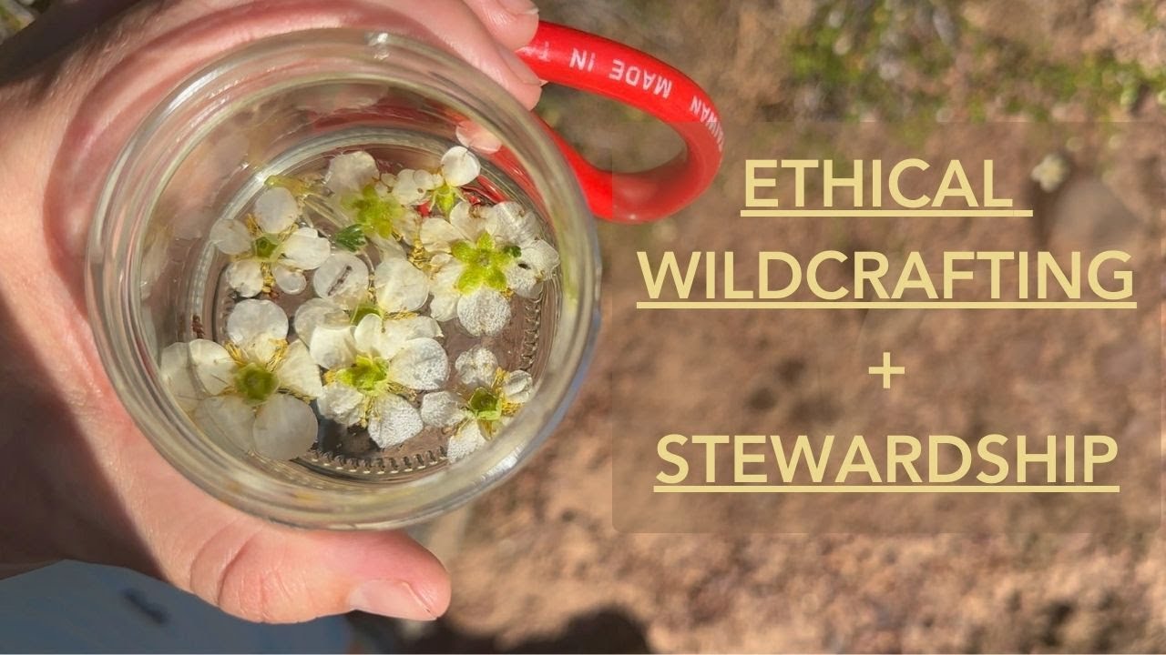 Ethical Wildcrafting  + Stewardship