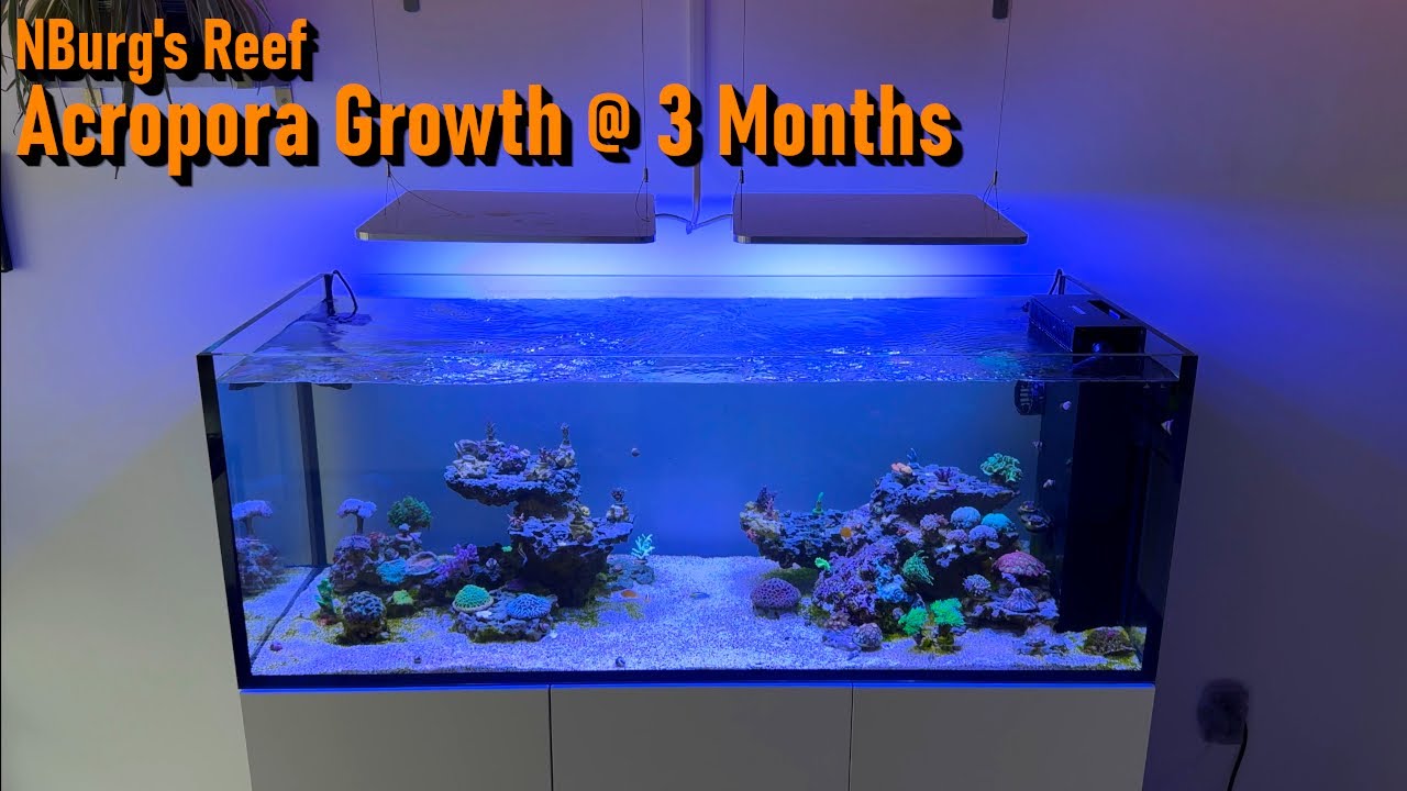 135 Gallon Waterbox Reef Tank Update: No Ugly Stage?