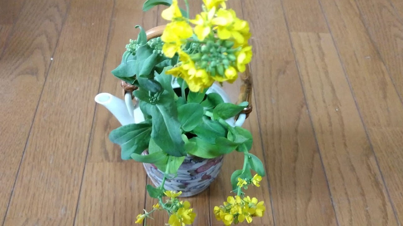 「チンゲン菜の再生栽培＆ミニ観葉」チンゲン菜の花を初めて見ることが出来ました！黄色の可愛い花です♪