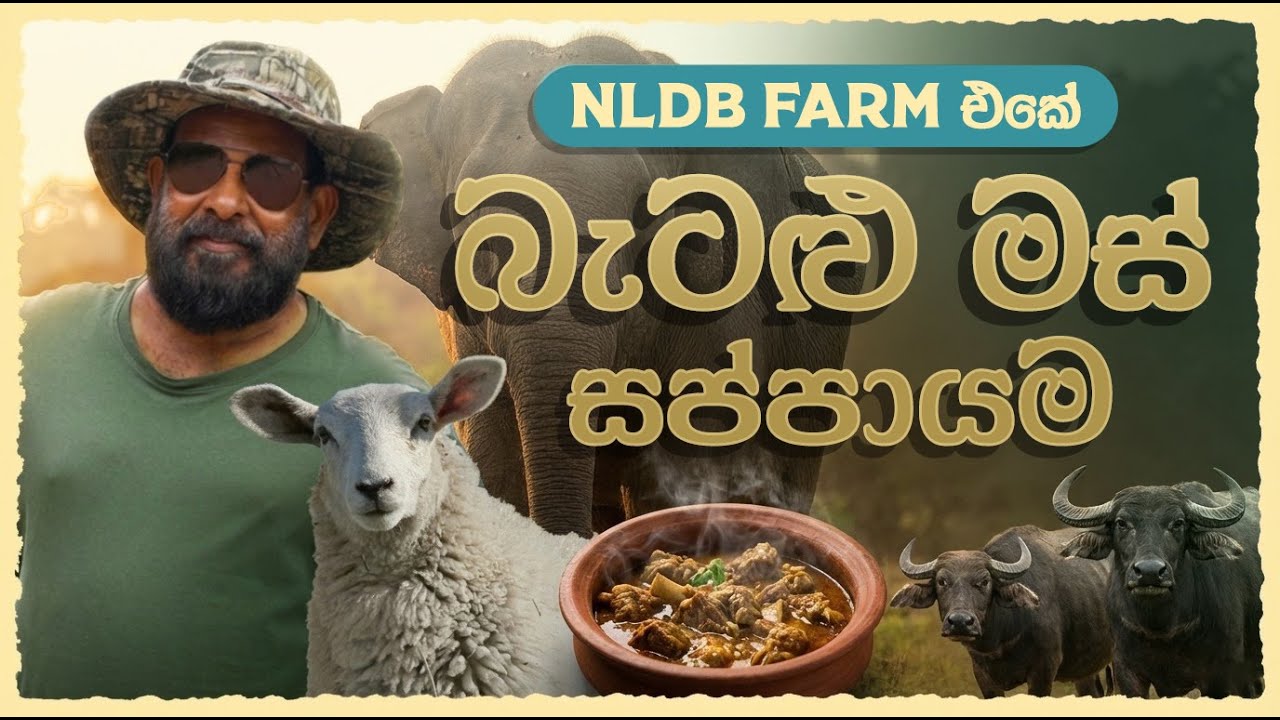 බැටළු මස් 🐑 සමඟ කුරහන් රොටී සහ අලී 🐘| Exploring NLDB Farm Polonnaruwa🐃 | A Kamal Uncle Film 🤠