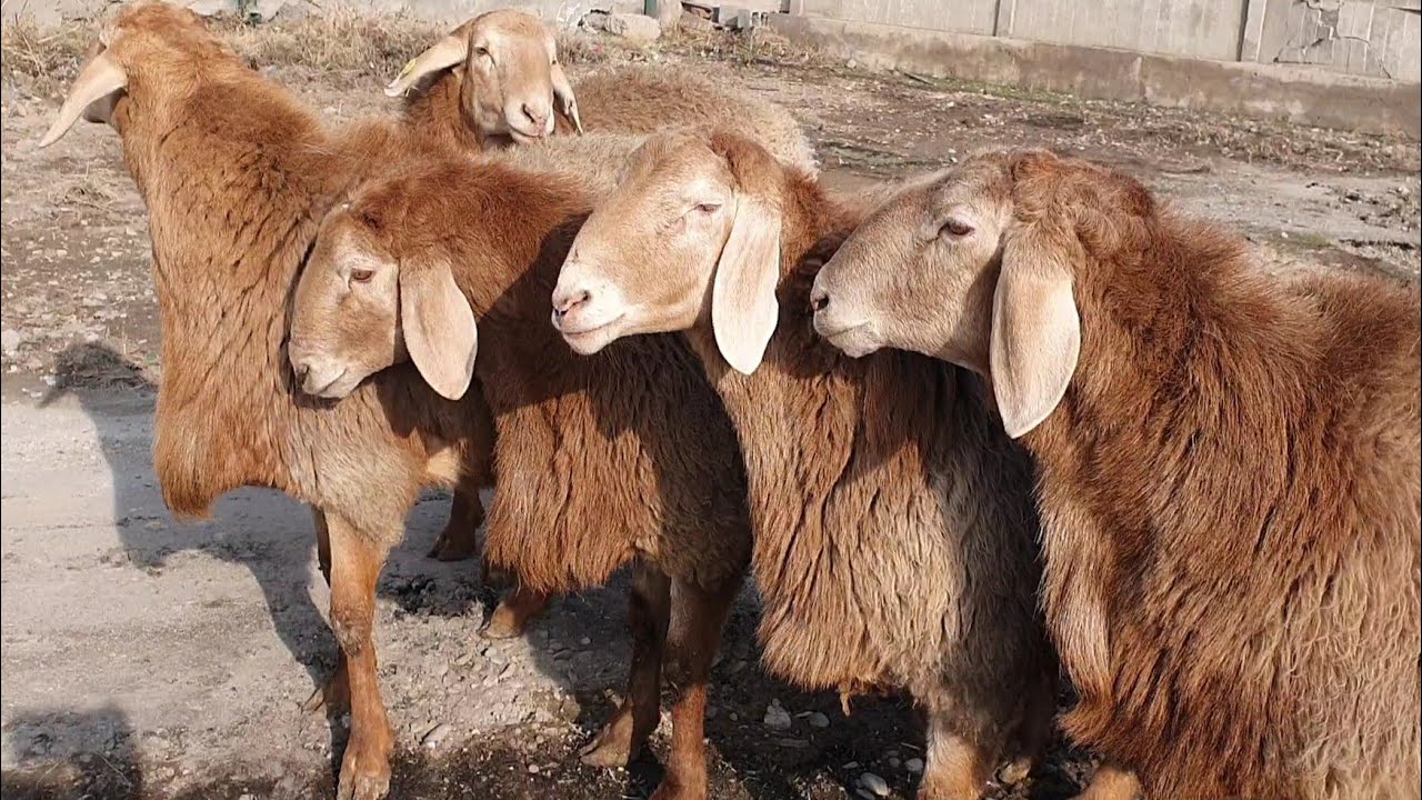 1-fevral, 2026 SOTILADI 95 347 38 37 # TOZA ARASHAN # QÕYLAR #KELDI# YANGI #PARTIYA# ############## 