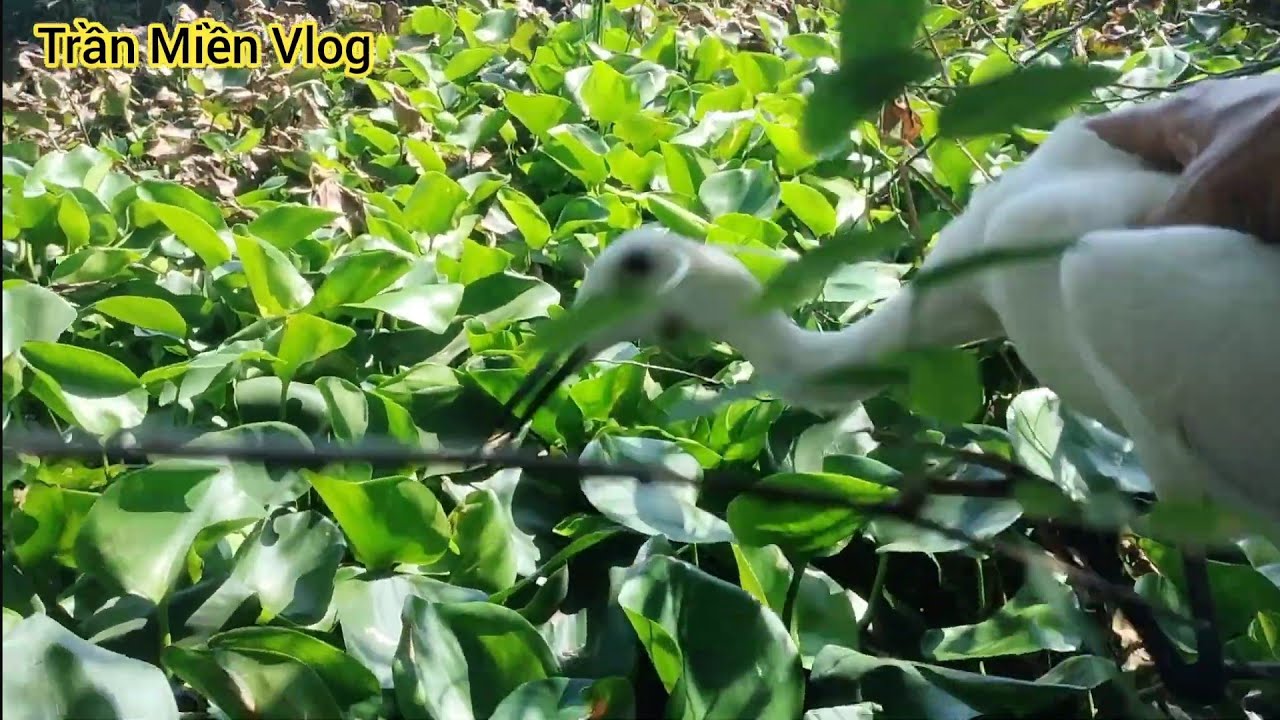 #446 Thăm Lờ đầu không trại cá Lụm cò trắng vo ba ba quá đã 