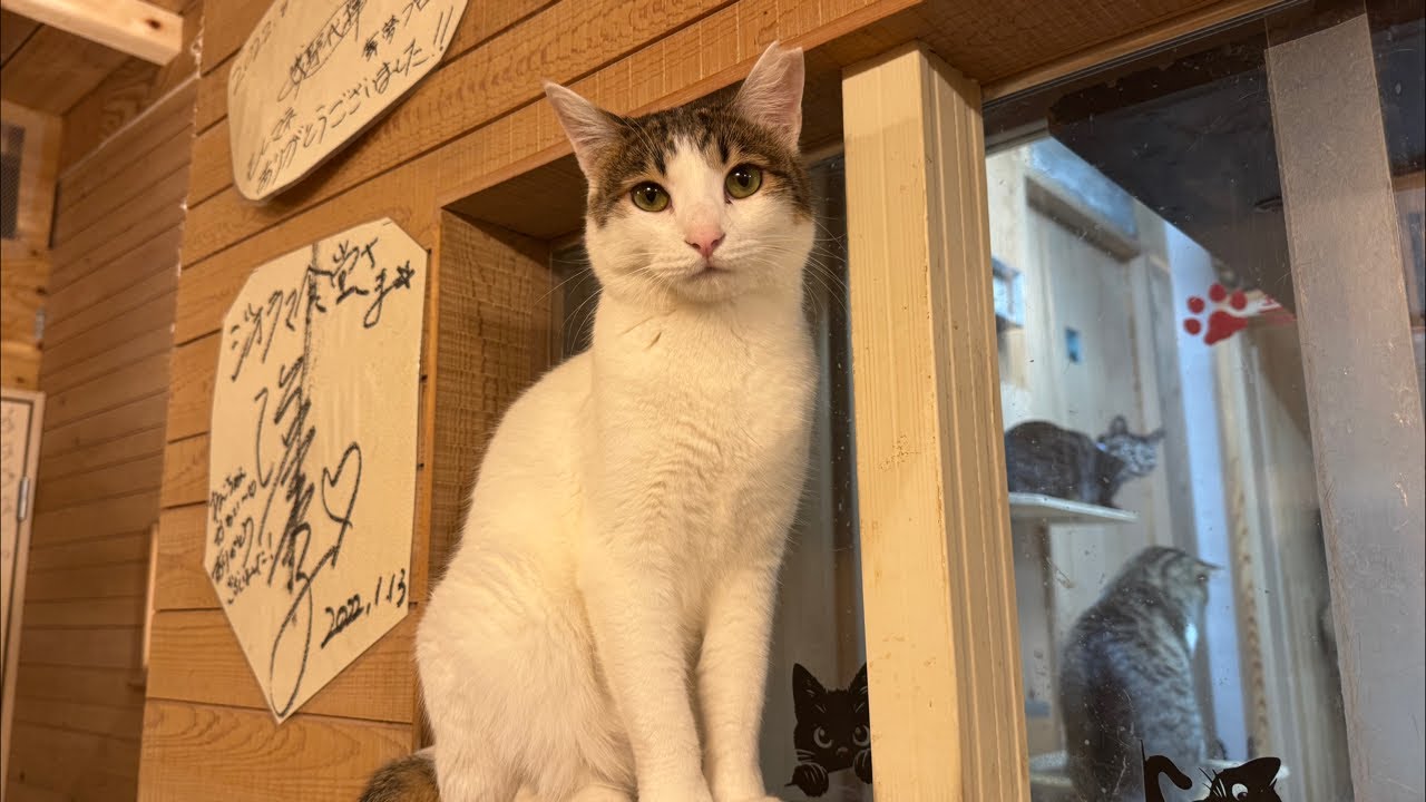金曜日の生配信。Let's spend time with the cats on Friday's live stream