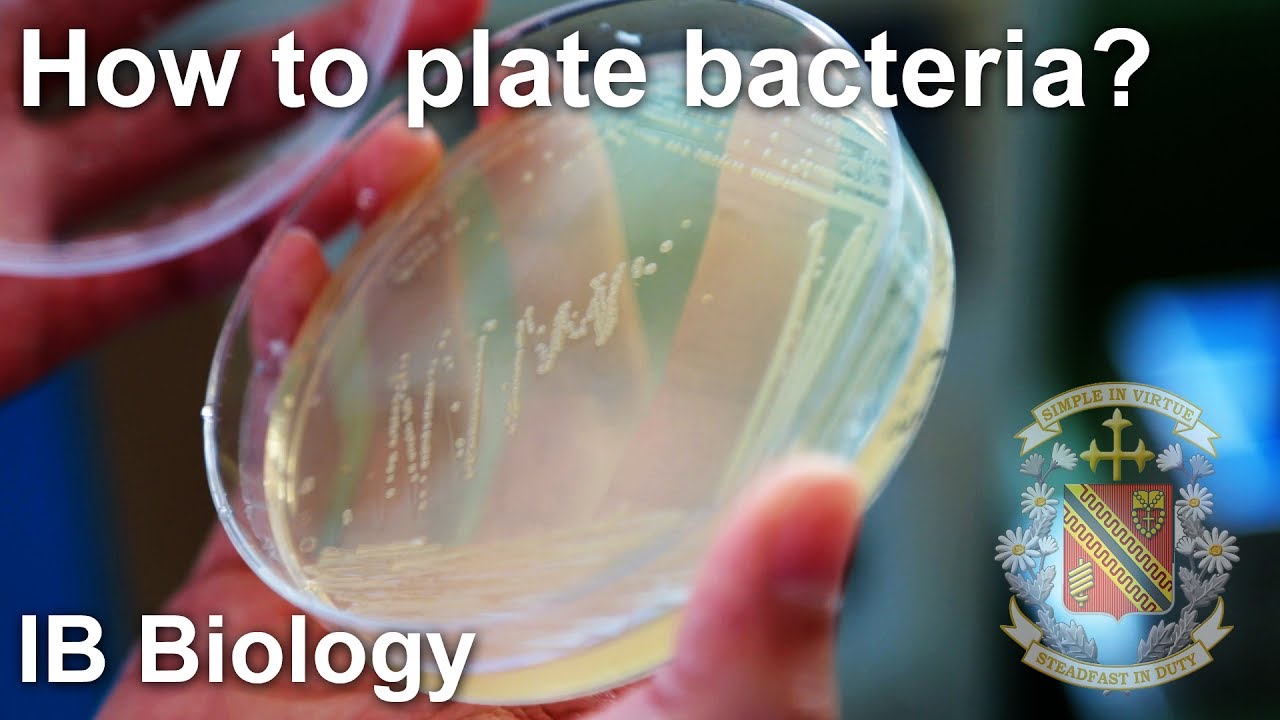 Bacterial Isolation on Petri Dish - Biology Lab Techniques