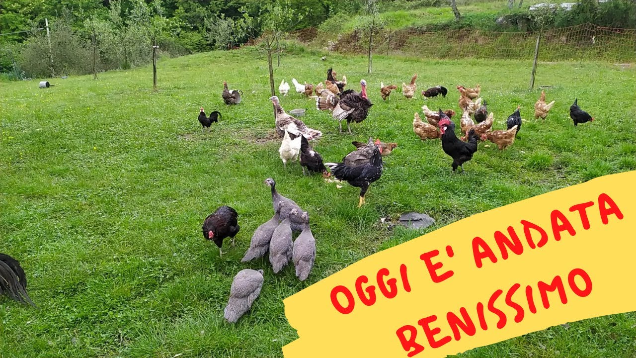 galline scampate dalla volpe per un pelo