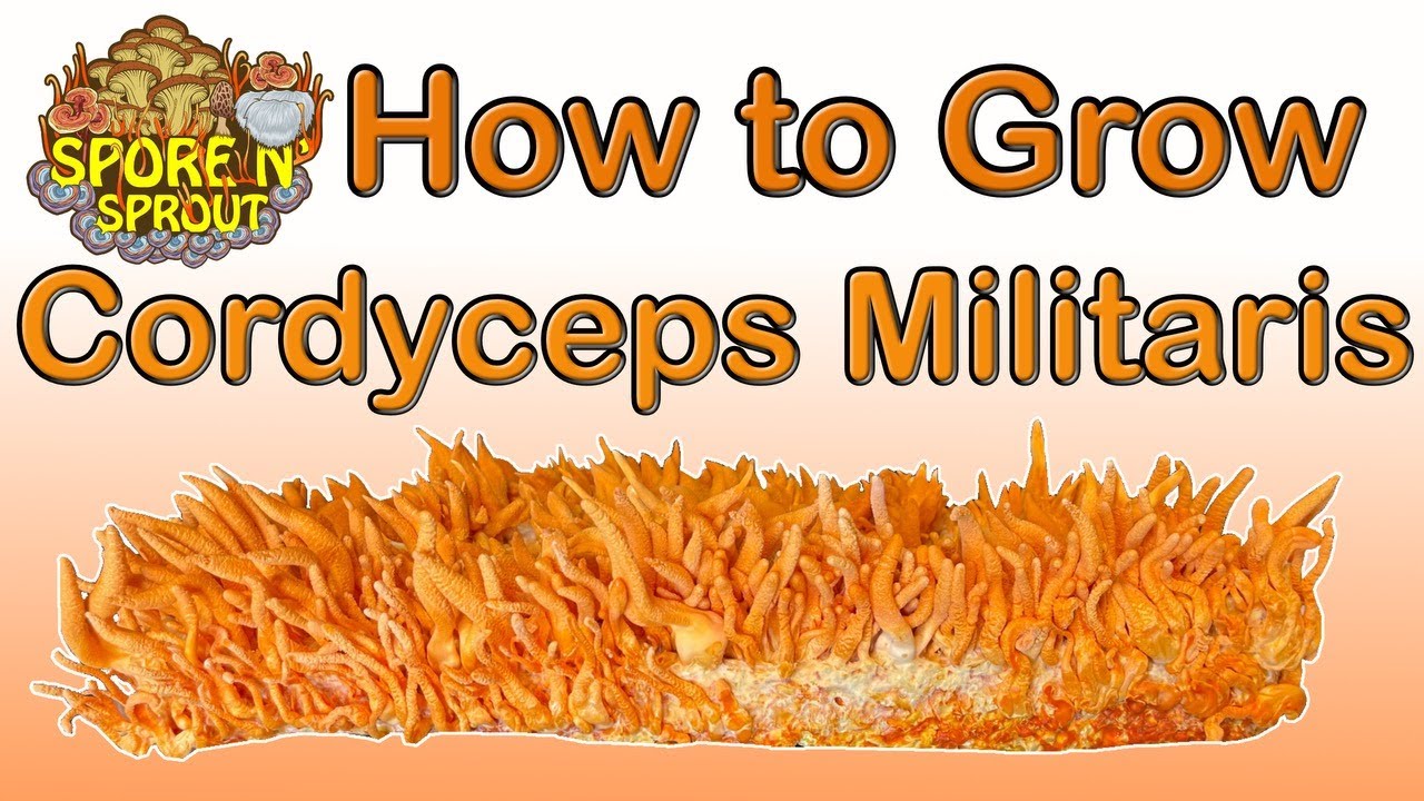 How to Grow Cordyceps Militaris Full Tutorial