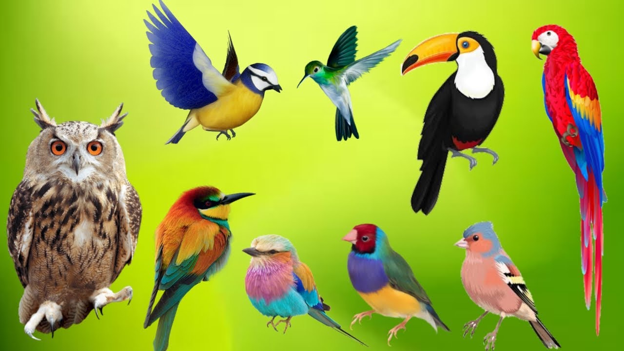 Birds Singing in The Morning: Garden BirdsVideo and Bird Sounds🦜 | Ep 7