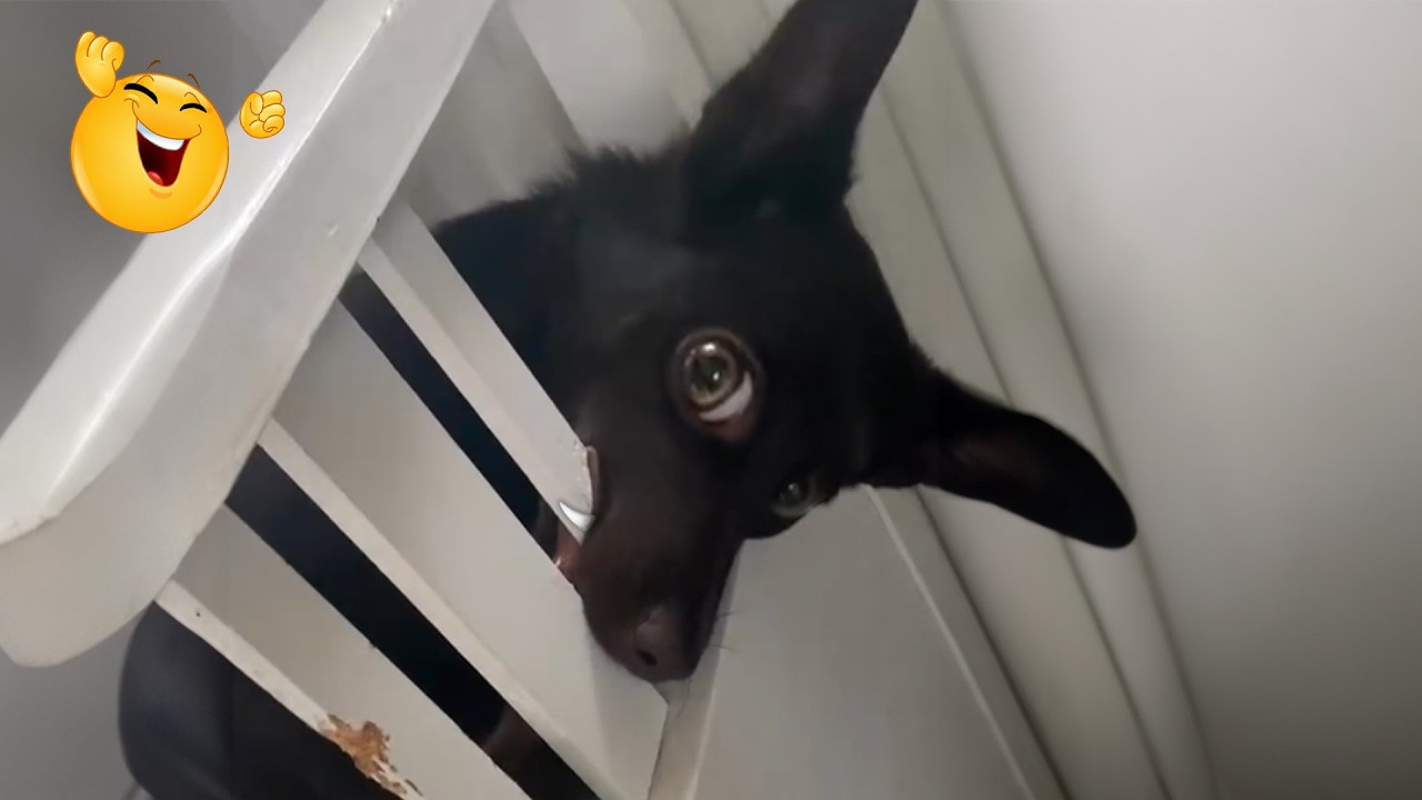 100% NEW Funny Cats & Dogs 😂 You Haven’t Seen These Before