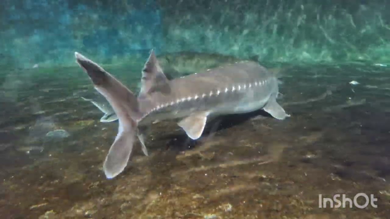 琵琶湖博物館 カメ、チョウザメなど。Lake Biwa Museum