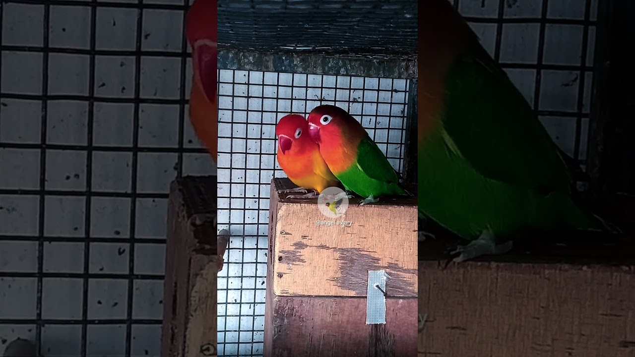 Lovebirds.. I'm so excited to share about pairing lovebirds! #lovebird